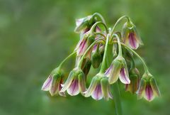 Allium bulgaricum