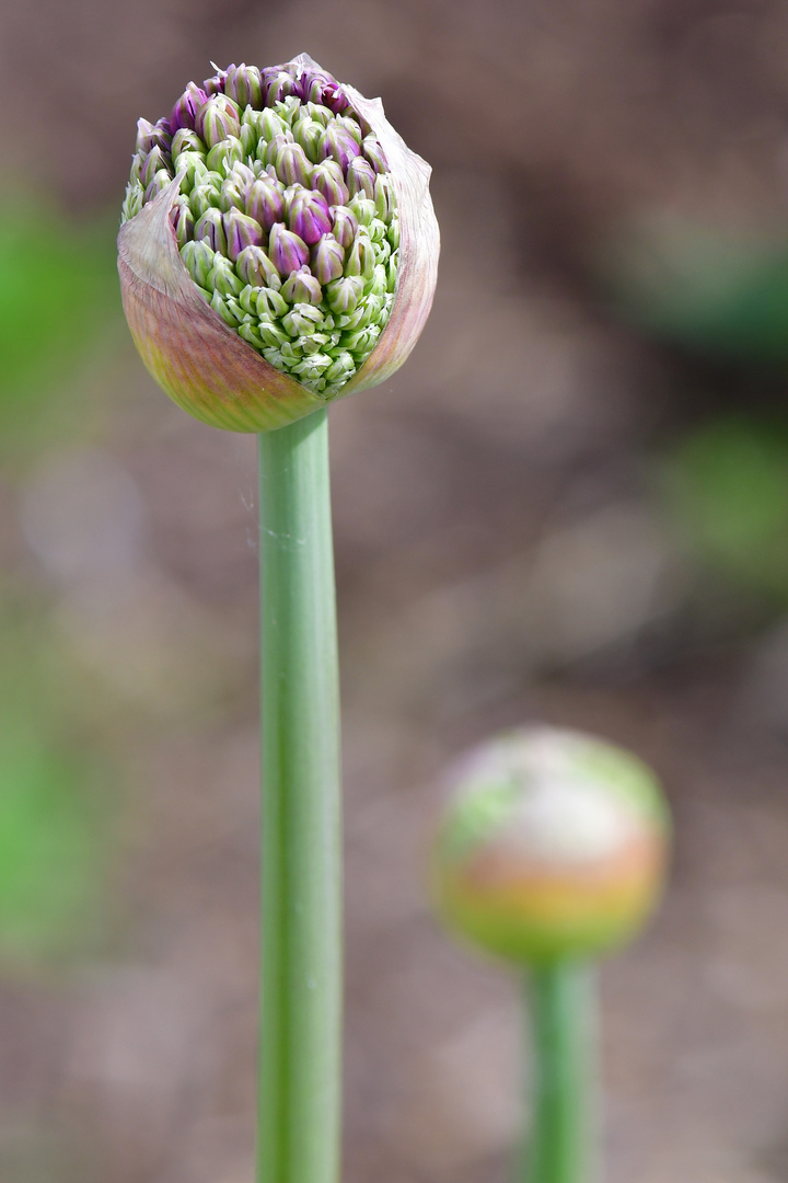 Allium