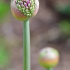 Allium