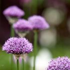 Allium