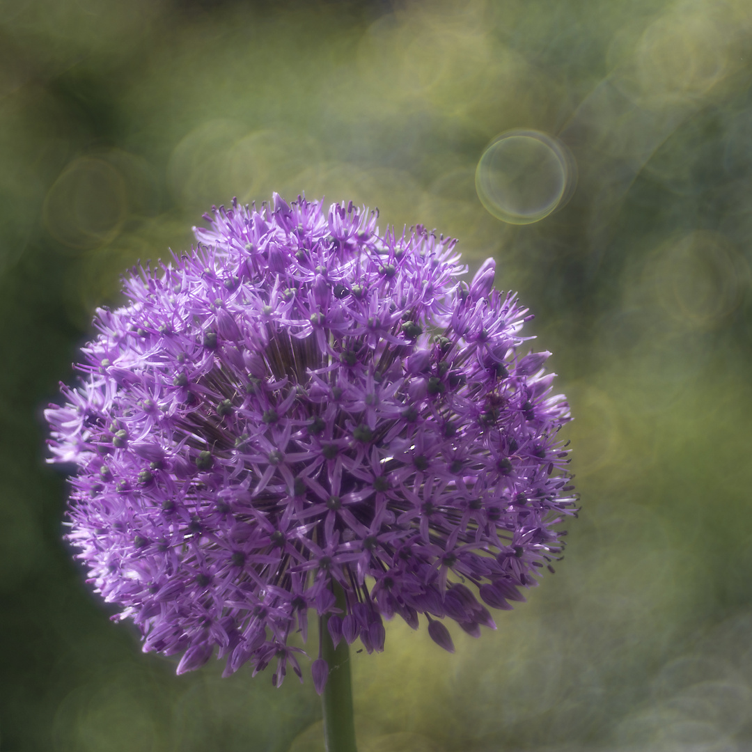 Allium