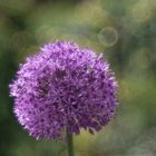 Allium