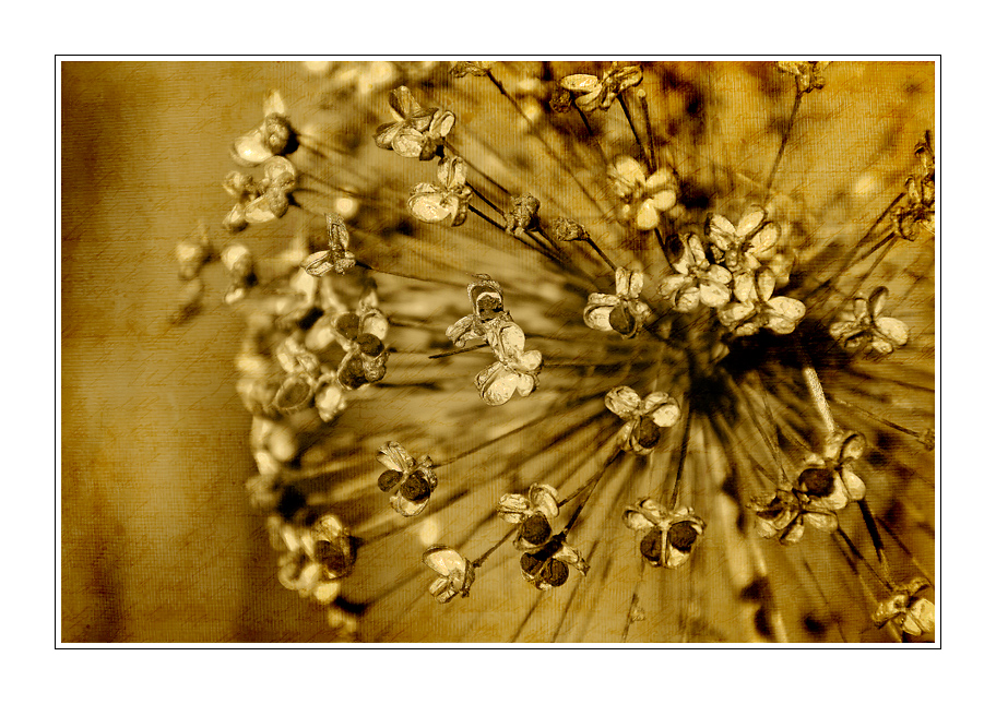 *** Allium ***