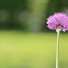 Allium