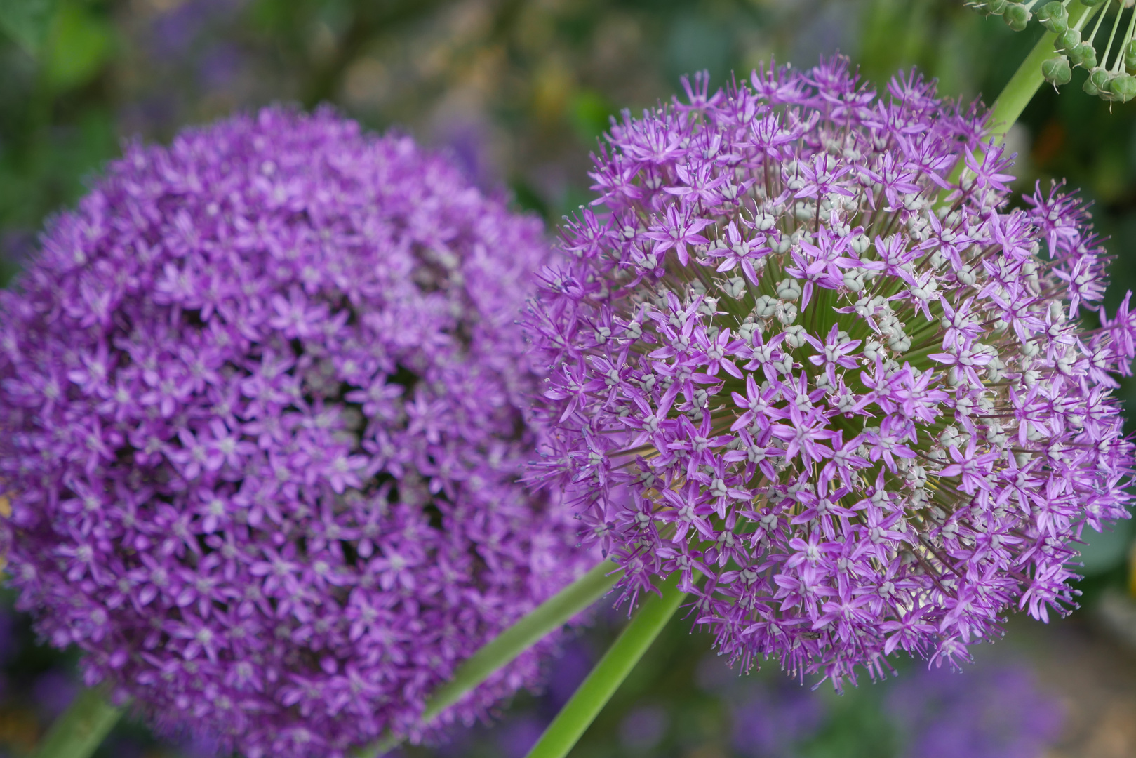 Allium