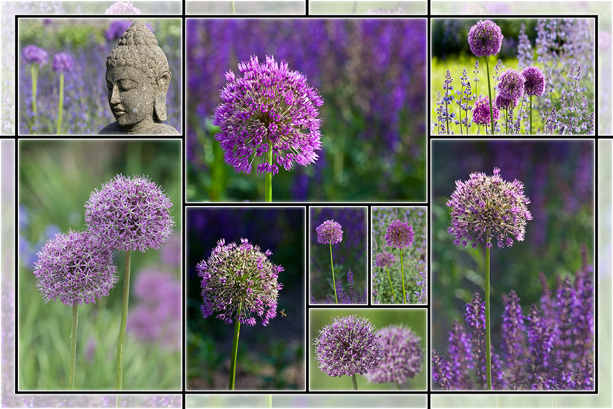 Allium