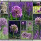 Allium