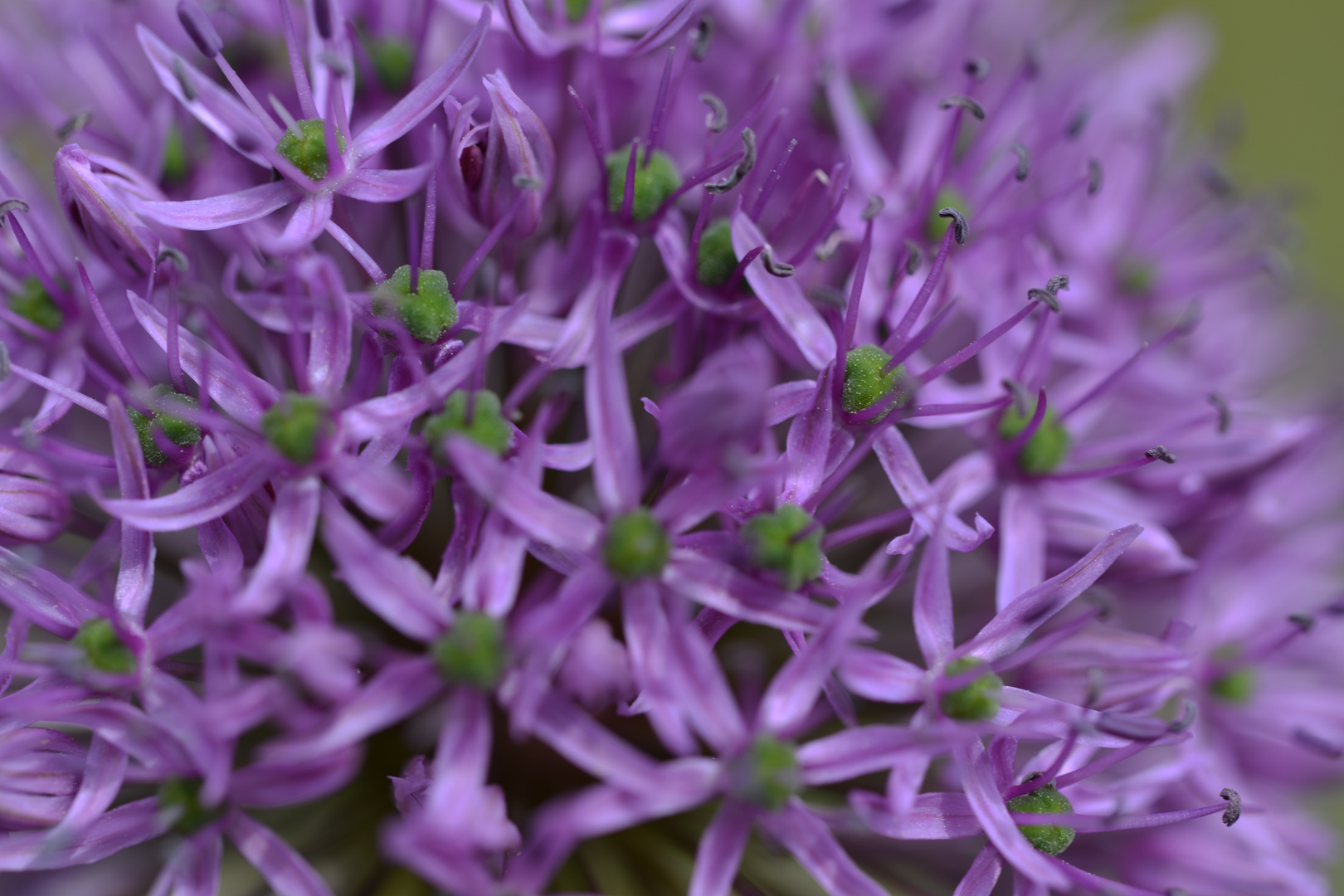 Allium Caerulea