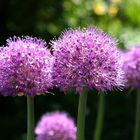 Allium