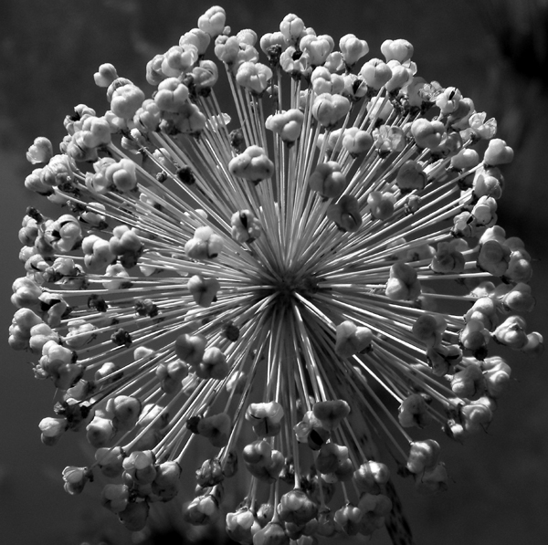 Allium