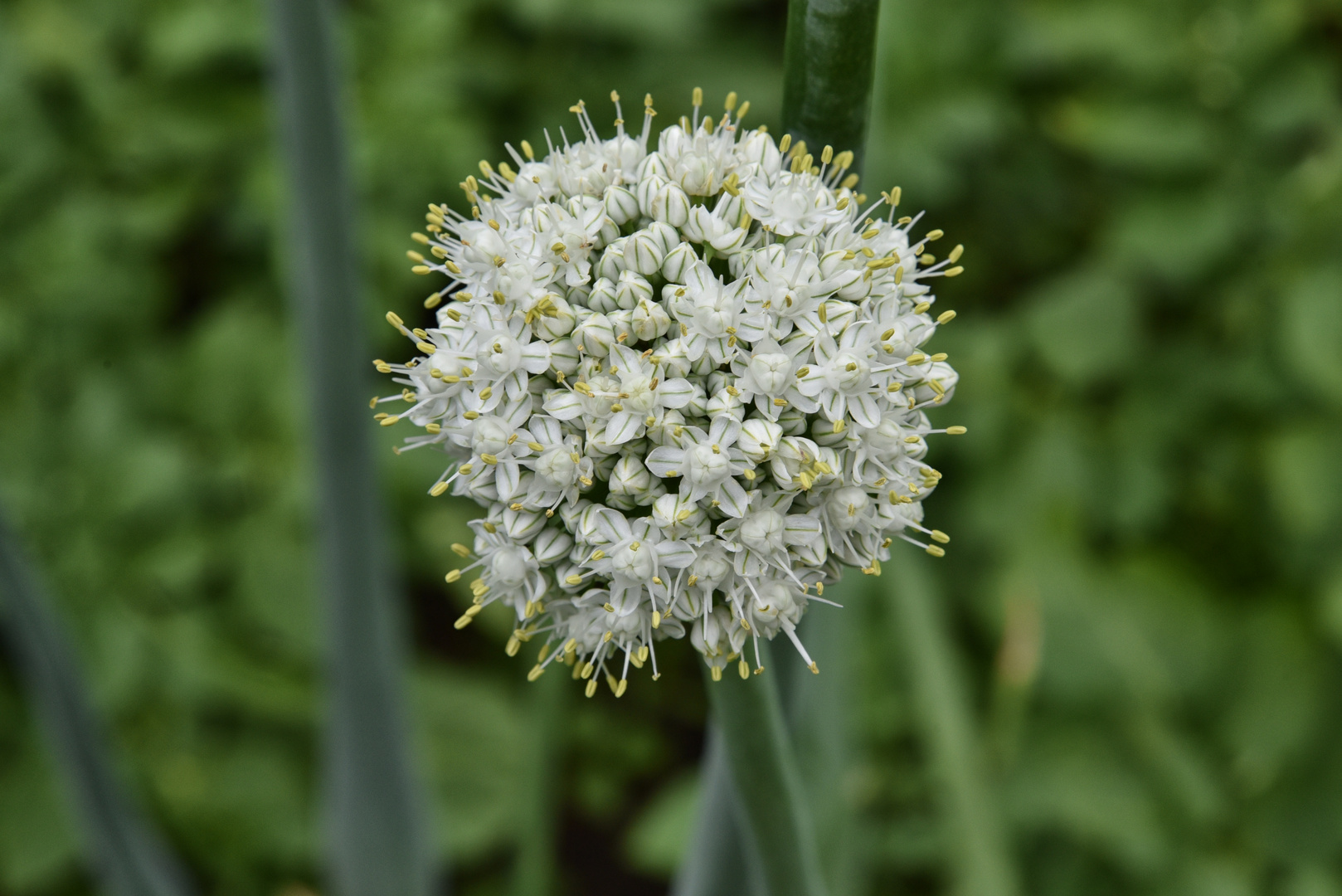 Allium Cepa