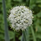 Allium Cepa