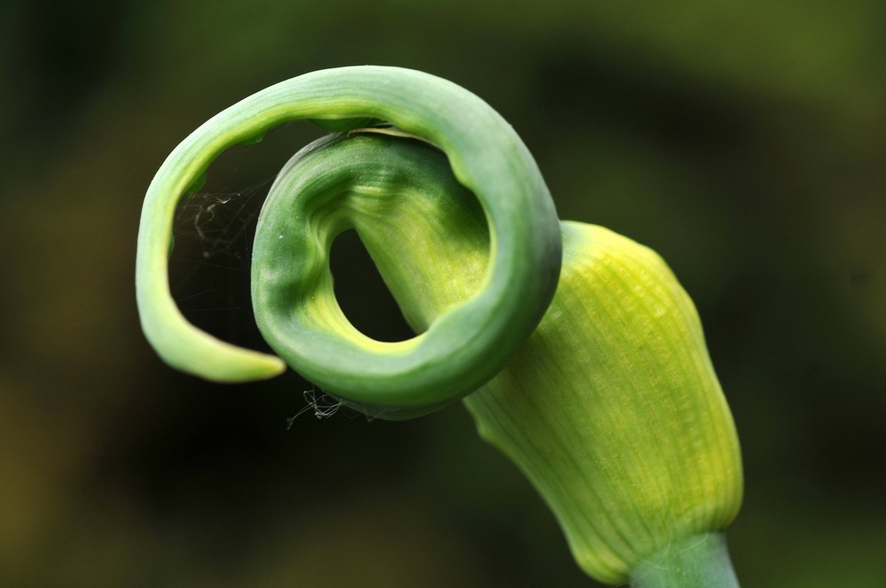 Allium cepa var. Viviparium