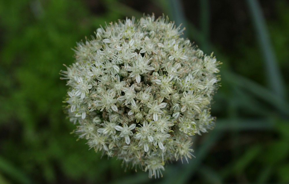 Allium cepa / Zwiebel