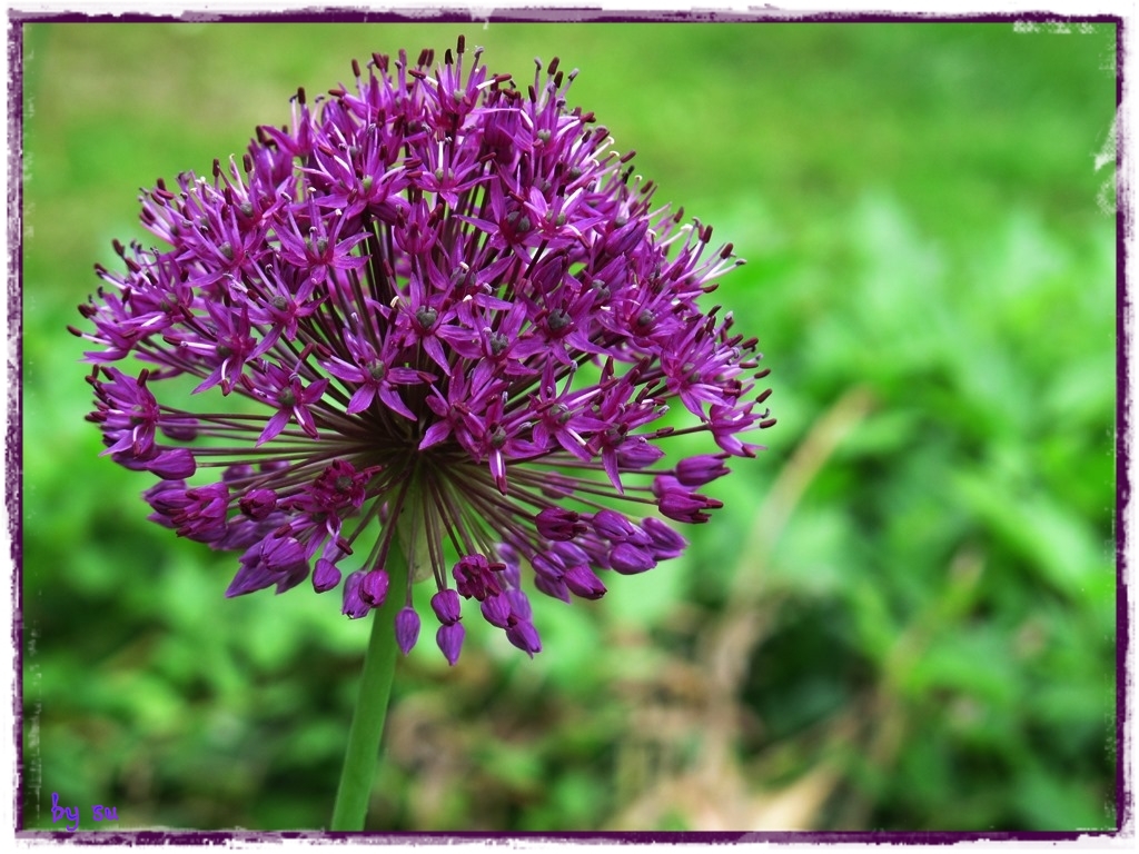 Allium....