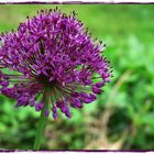 Allium....