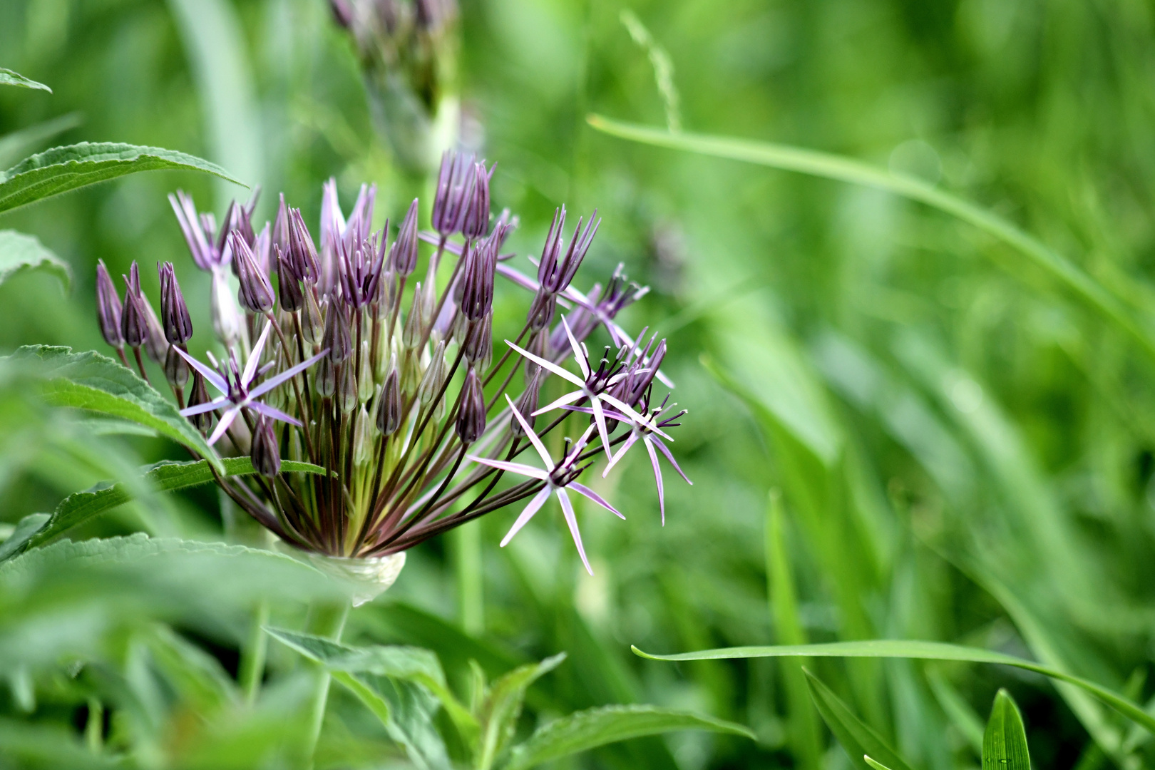 Allium Christophii