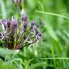 Allium Christophii