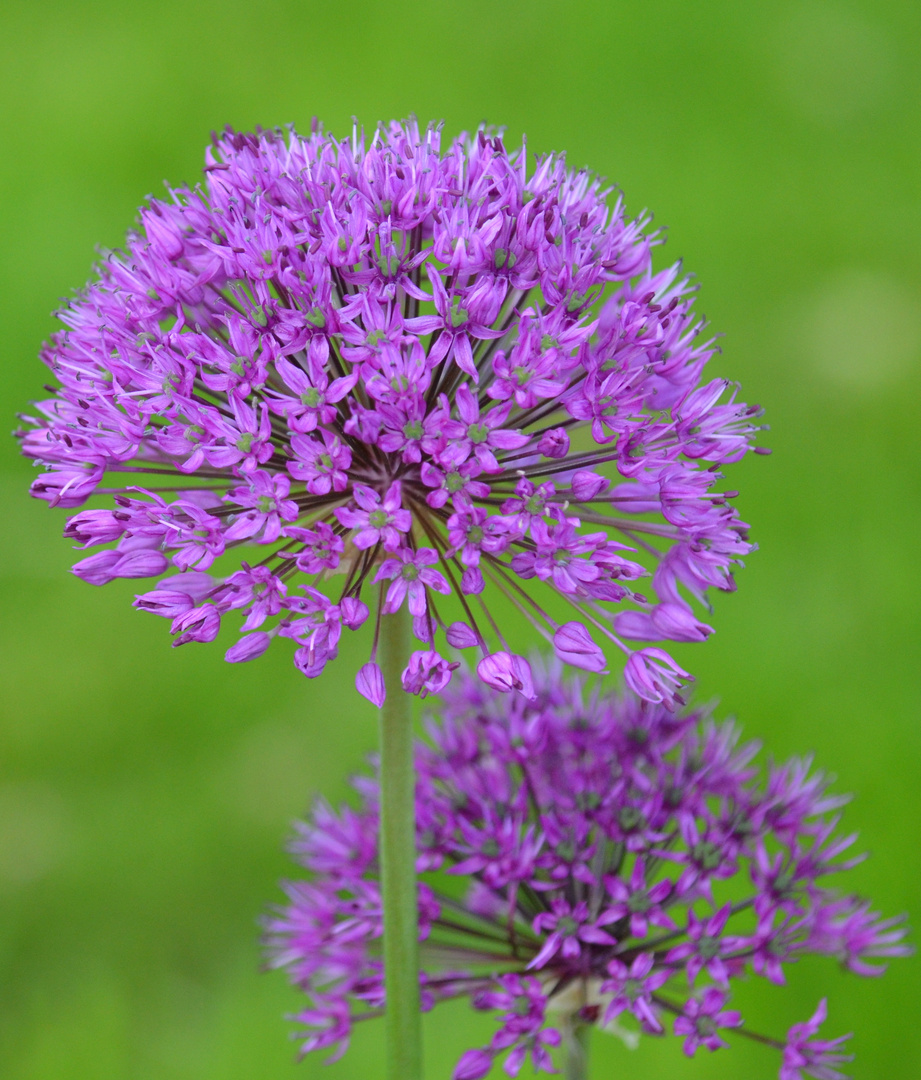 Allium christophii