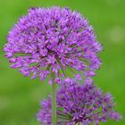 Allium christophii