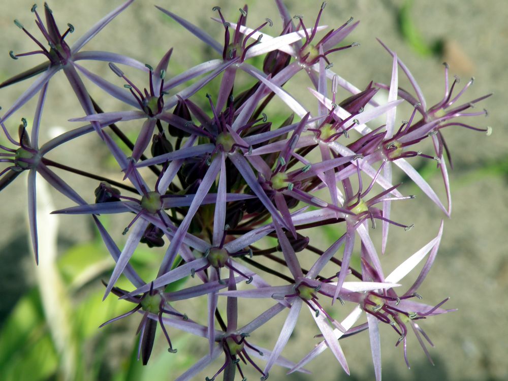 Allium christophii