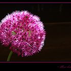 ~Allium christophii~