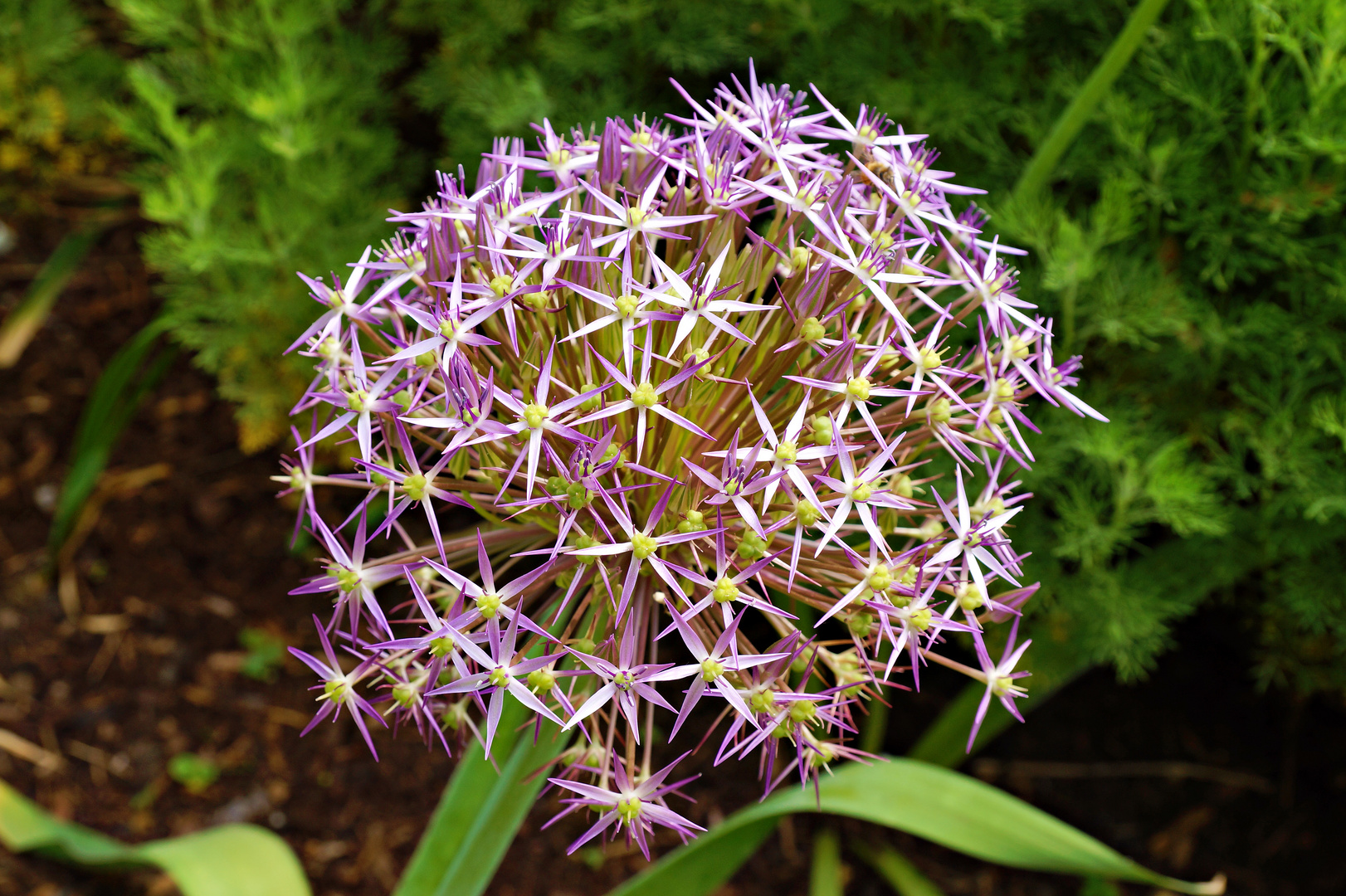 Allium christophii - Sternkugellauch