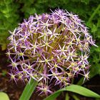 Allium christophii - Sternkugellauch