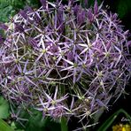 Allium Christophili