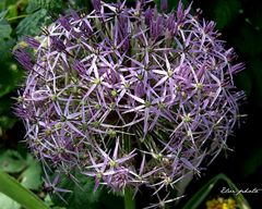 Allium Christophili