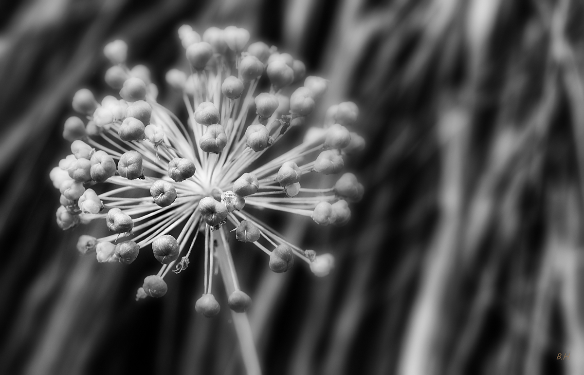 Allium