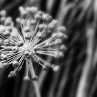 Allium