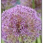 Allium