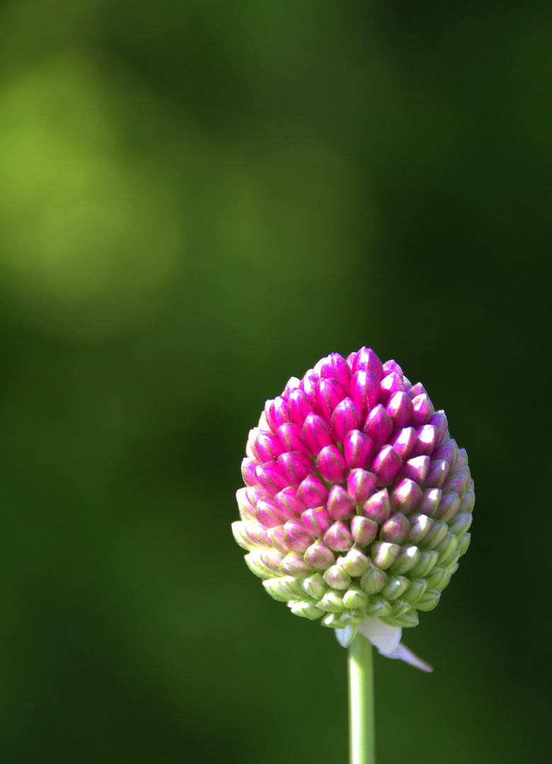 Allium