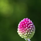 Allium