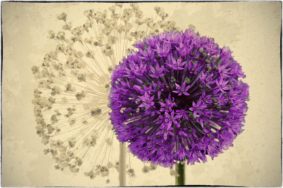 Allium