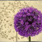 Allium