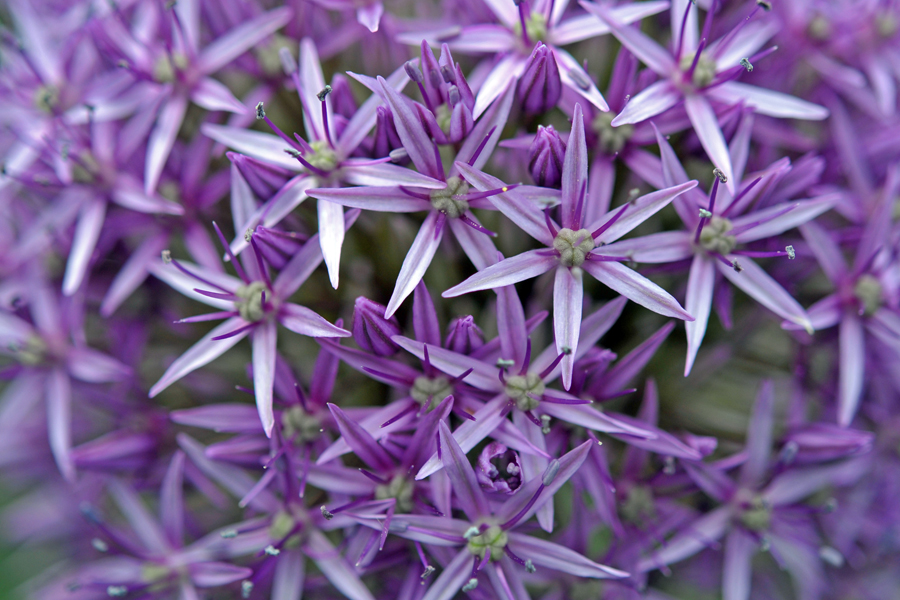 Allium