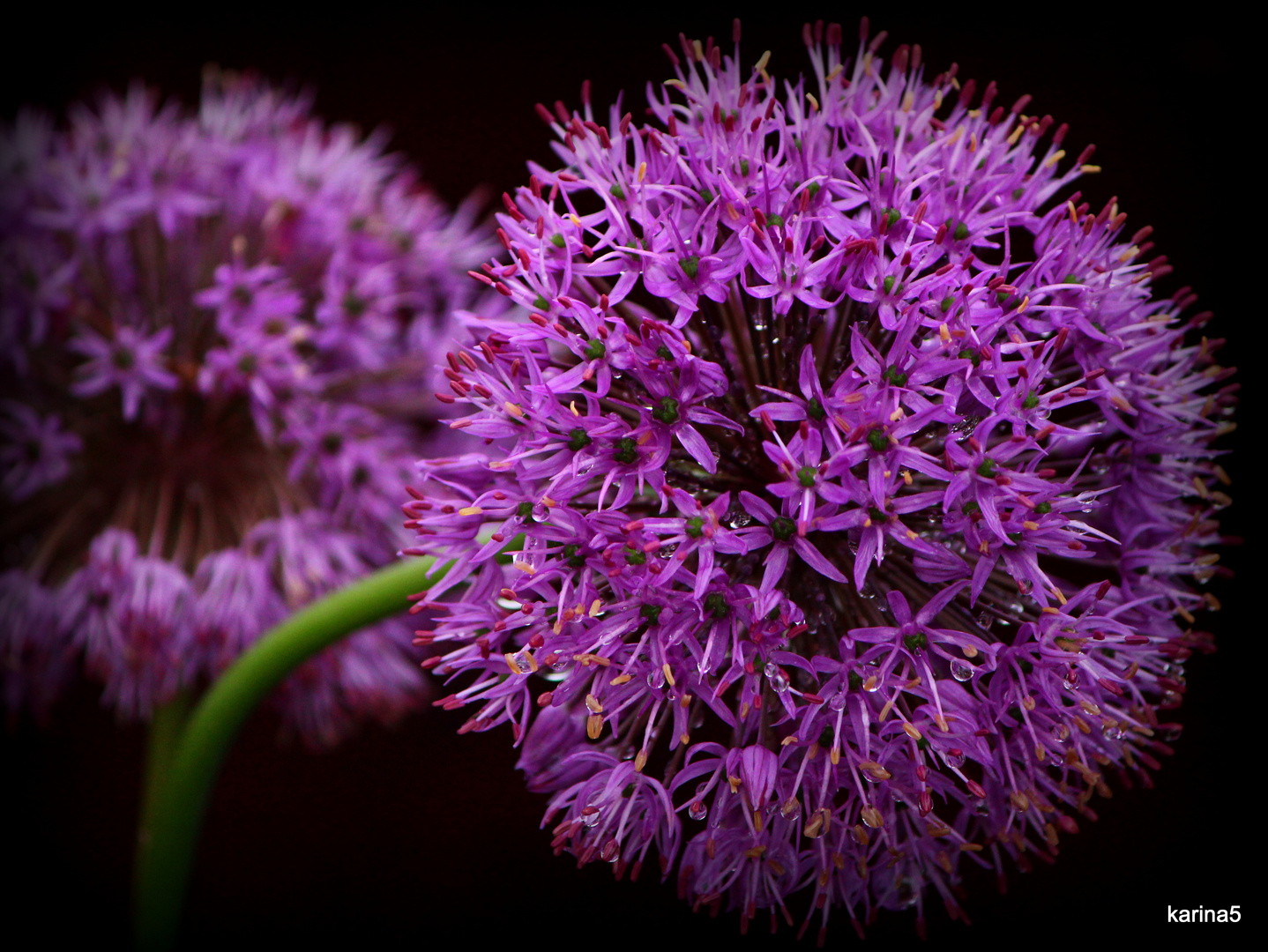 Allium