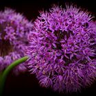 Allium