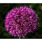 Allium