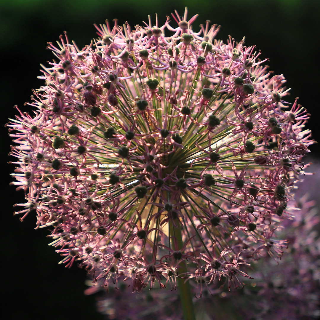 allium Foto & Bild natur, pflanzen, blüte Bilder auf