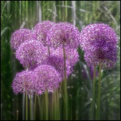 Allium