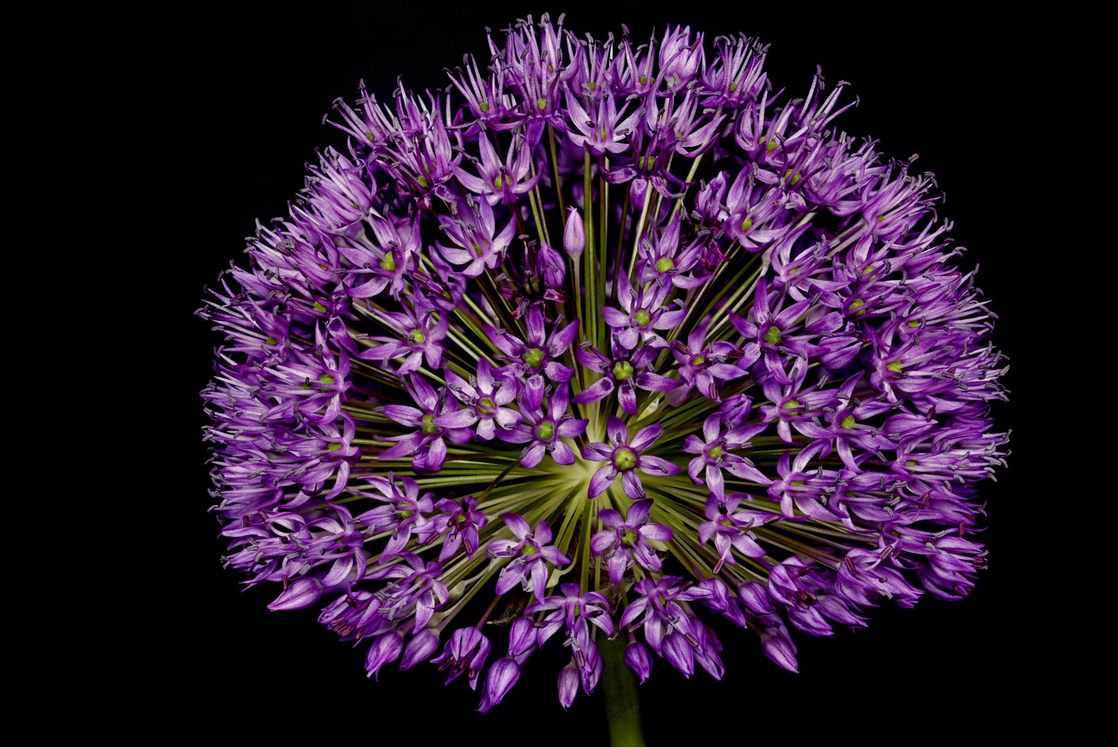 Allium - die farbenfrohe Blütenkugel und Bienenweide