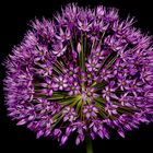 Allium - die farbenfrohe Blütenkugel und Bienenweide