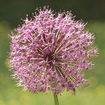 Allium - die schöne Sternenkugel