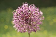 Allium - die schöne Sternenkugel