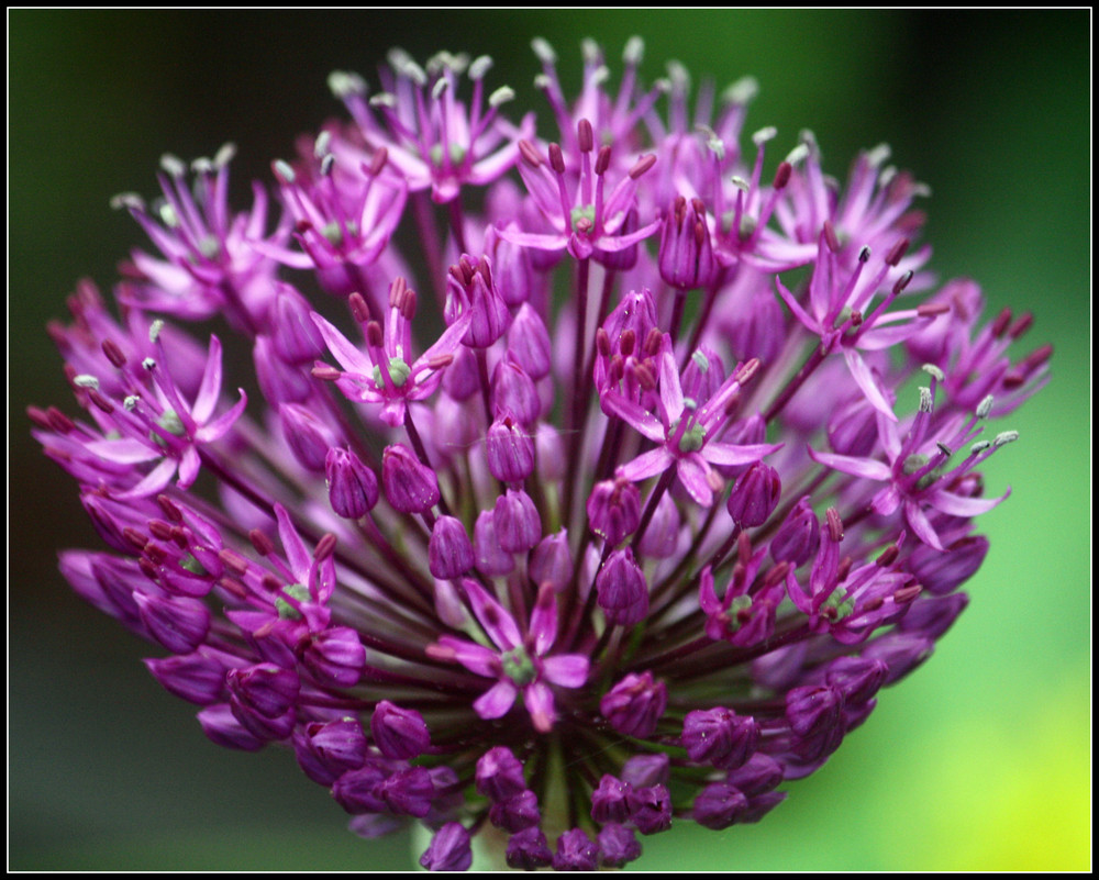 Allium