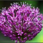 Allium