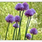 Allium